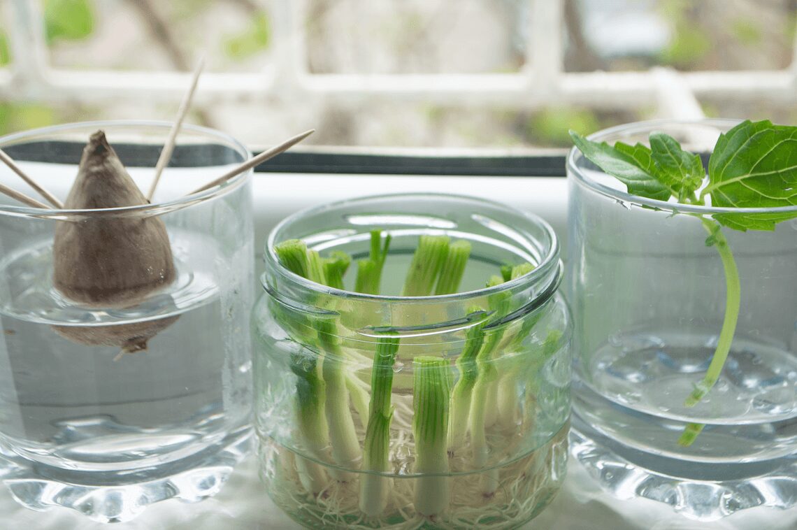 Regrowing auf der Fensterbank, Pflanzen ziehen, Lauchzwiebeln ziehen, Homegrowing