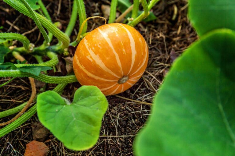 Kürbis anbauen Kürbisanbau im Garten Fruchtgemüse