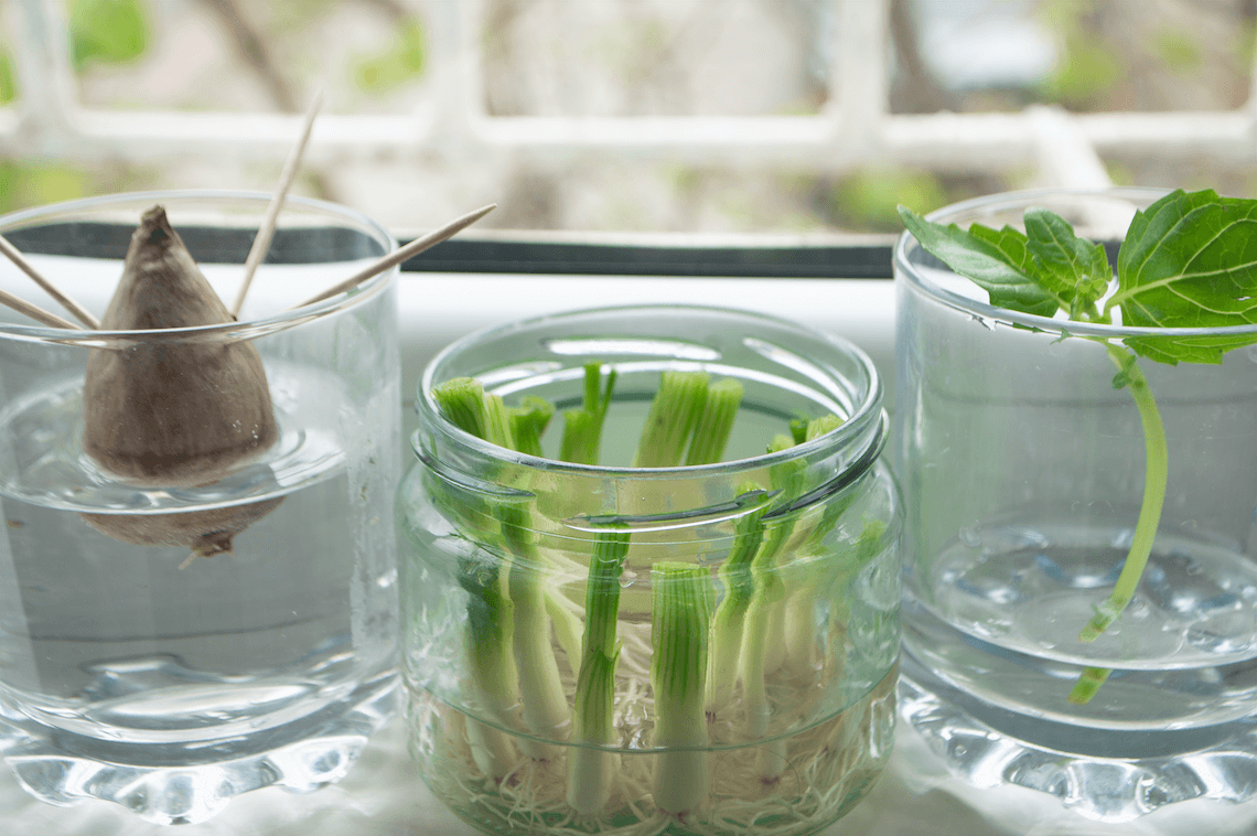 Regrowing Homegrowing Pflanzen ziehen